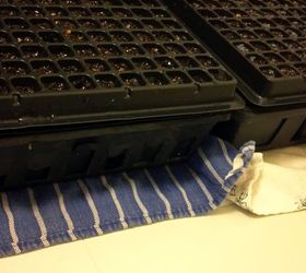 start seeds like a pro, container gardening, gardening, homesteading, Pros have a specail heating pad for seeds but you can heat them from the bottom by putting them on the dryer