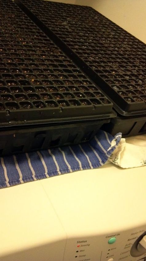start seeds like a pro, container gardening, gardening, homesteading, Pros have a specail heating pad for seeds but you can heat them from the bottom by putting them on the dryer