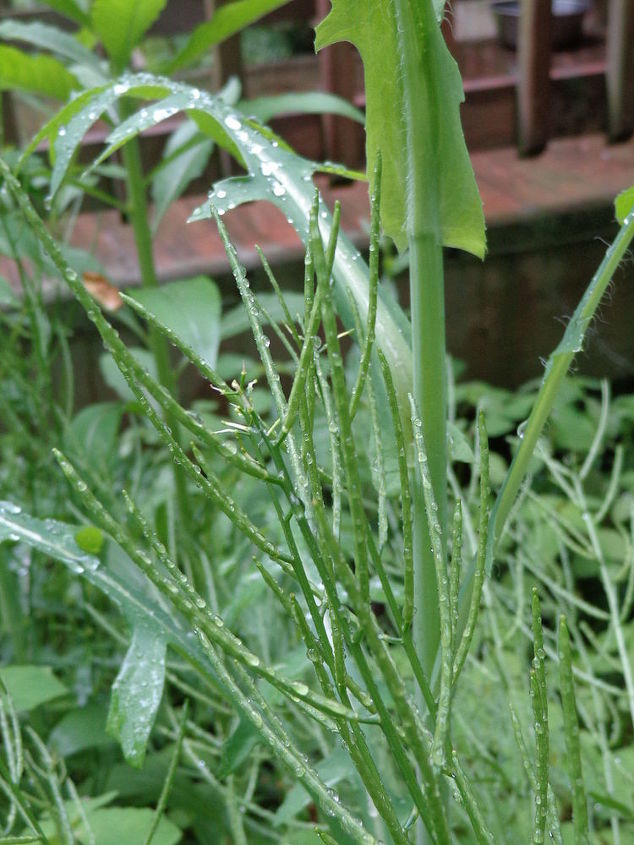 can you help me name this plant, flowers, gardening, Pencil thin stems no flowers yet or maybe will not flower Behind it is a milkweed