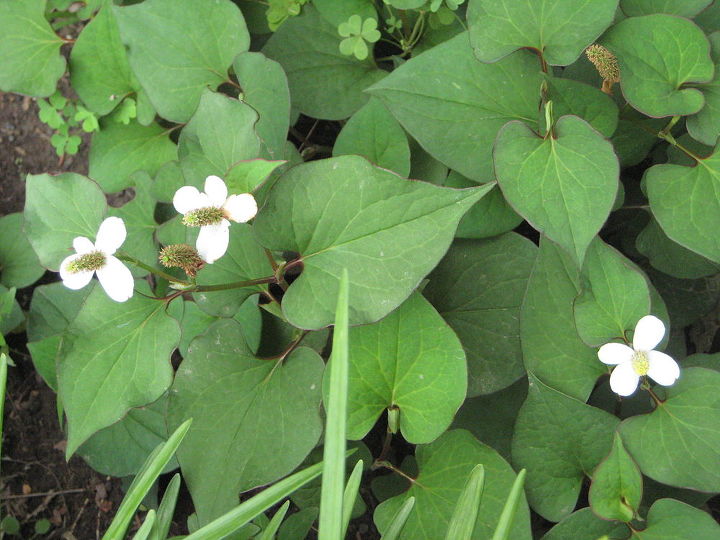 help is this a weed or flower, flowers, gardening