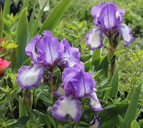 purple and white iris, gardening