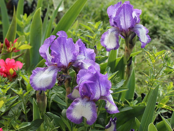 purple and white iris, gardening