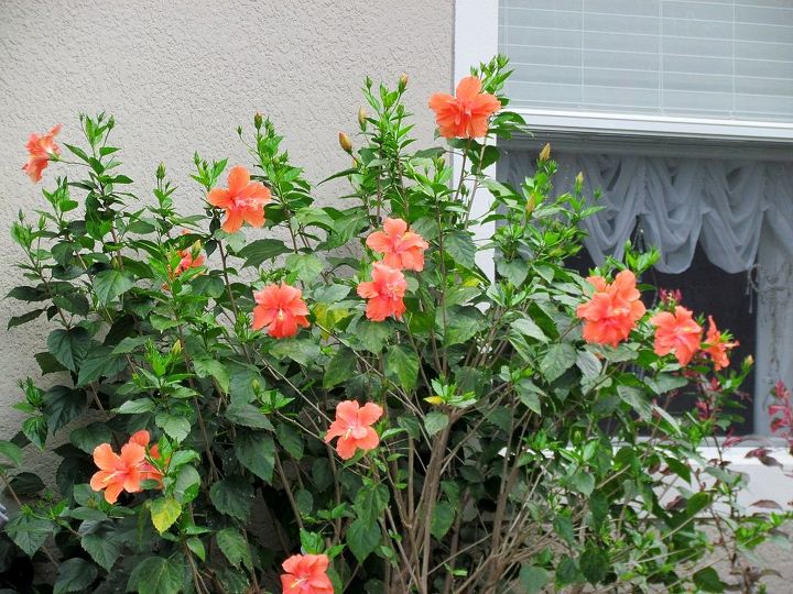 hibiscus plant how tall do they grow, flowers, gardening, hibiscus, It stands 7 foot