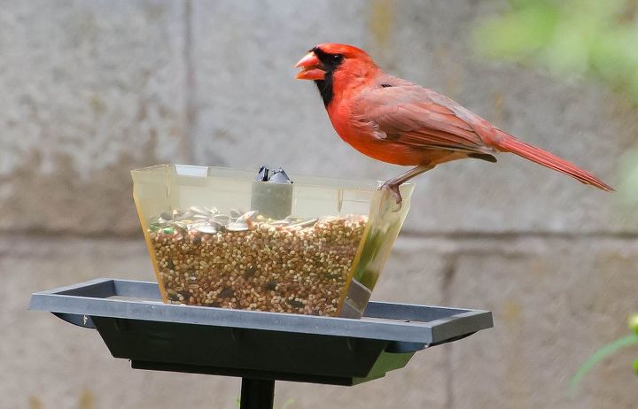bird watching in my yard and elsewhere, outdoor living, pets animals