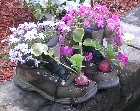 what color is your purple, flowers, gardening, Obiviously a boot plant