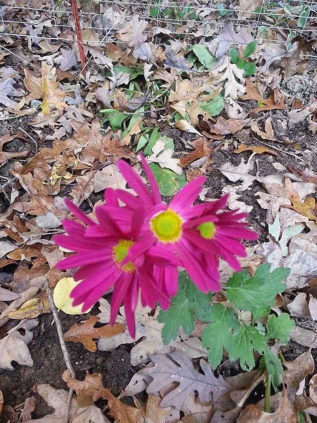 fall gardening under the mighty oaks, flowers, gardening, perennials, This poor mum has been trampled repeatedly by my dogs but it still bloomed