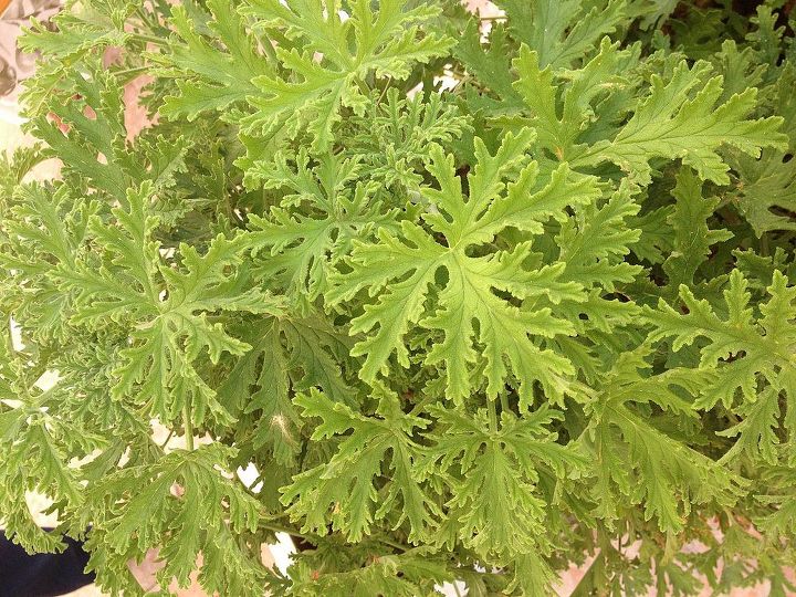 anyone can help with this plant s name it has a very strong smell, gardening, This plant has a very nice strong smell Anyone knows its name please
