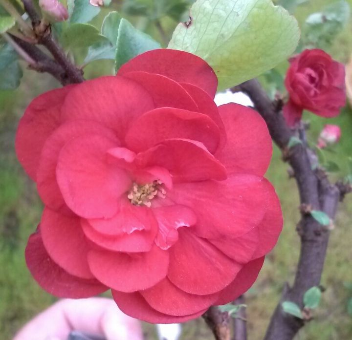 what color is your purple, flowers, gardening, A rose Camellia Nope Do you know