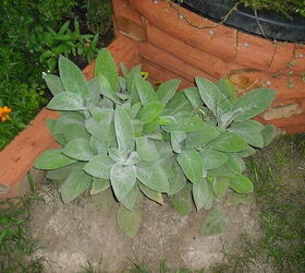 new garden and pond, flowers, gardening, hibiscus, outdoor living, ponds water features, look how nice my transplanted lambs ear is spreading want it to spread around the pond here and over to the hosta taking hosta out next year too sunny for them here behind house will b good some shade