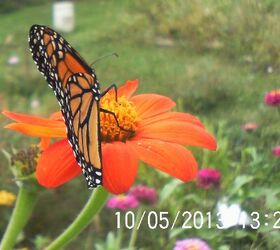 monarchs and bee s in october i was so shocked, flowers, gardening, pets animals