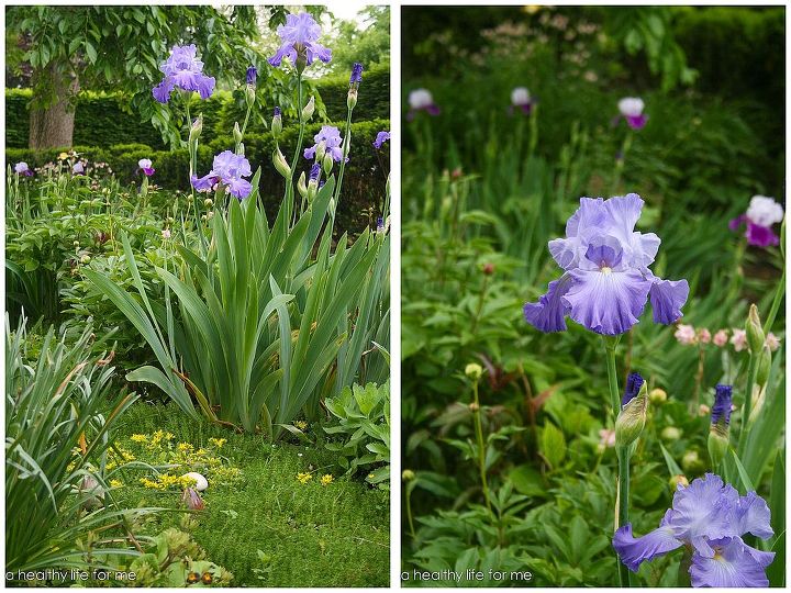 how to plant bearded iris, flowers, gardening, Bearded Iris in the garden