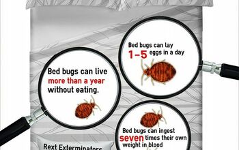 A Bed Bug Time Story Infographic
