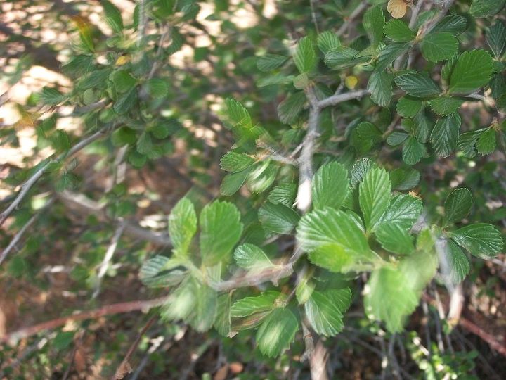 q anyone know what this plant is, gardening