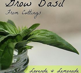 how to grow basil from cuttings, gardening