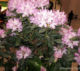 canada blooms and the home show, gardening, Rhododendron