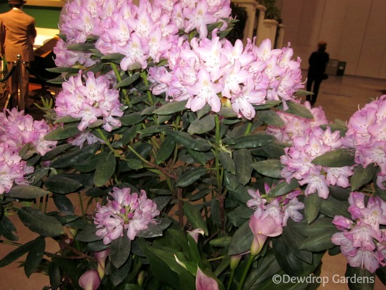 canada blooms and the home show, gardening, Rhododendron