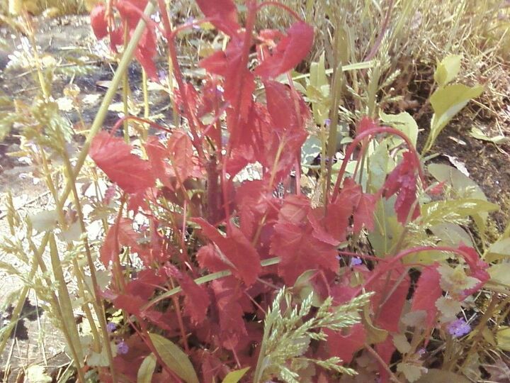 q this came up in my cousins garden in ct she would like to know what it is i thought, gardening