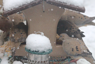 part 5 back story of tllg s rain or shine feeders, outdoor living, pets animals, urban living, There was always room for one more to nosh at the HH feeder when it was placed this way in the snow