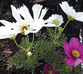 thinking about your spring flower beds cosmos are a great choice, flowers, gardening