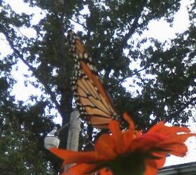 monarchs and bee s in october i was so shocked, flowers, gardening, pets animals