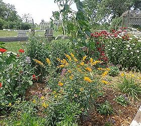 our perennial flower beds, flowers, gardening, perennials, Hot border