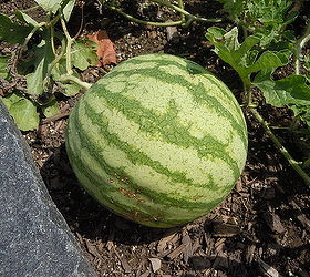how are seedless watermelons grown, flowers, gardening