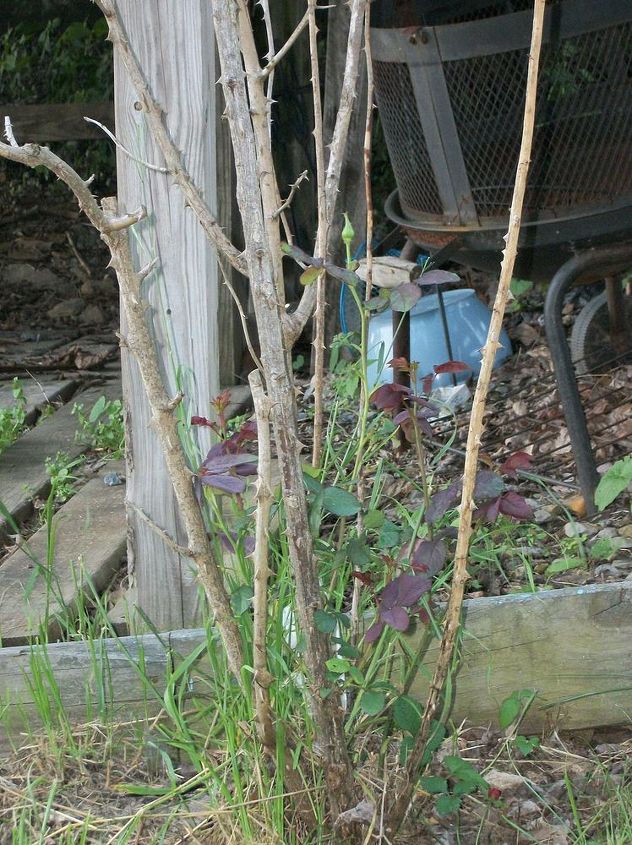 q my husband and i have two beautiful rose bushes raised them from sticks however a, gardening, pets animals, On of our rose bushes after the deer had their meal