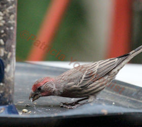 the back story part one of tllg s rain or shine feeders, outdoor living, pets animals, The male house finch also loved the new locale for the Droll AND INFO ON FINCHES IS