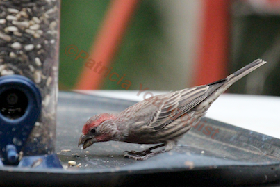 the back story part one of tllg s rain or shine feeders, outdoor living, pets animals, The male house finch also loved the new locale for the Droll AND INFO ON FINCHES IS