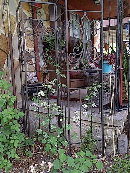 gazebo frame re purposed into garden trellises, gardening, 4 Trellis on the East side of the porch with Jasmine and Porcelain Vine