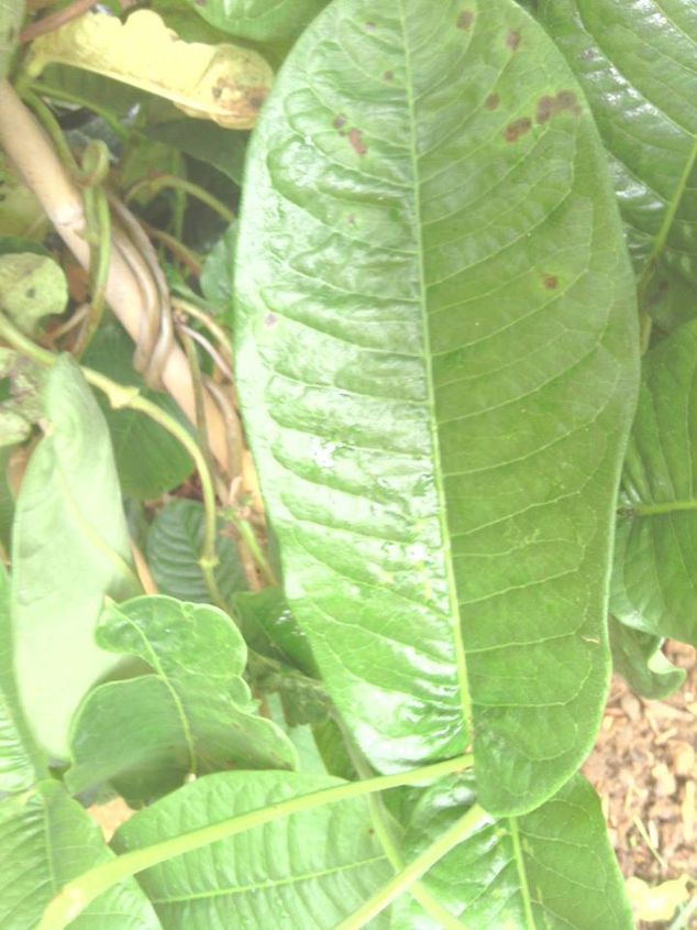 spots, gardening
