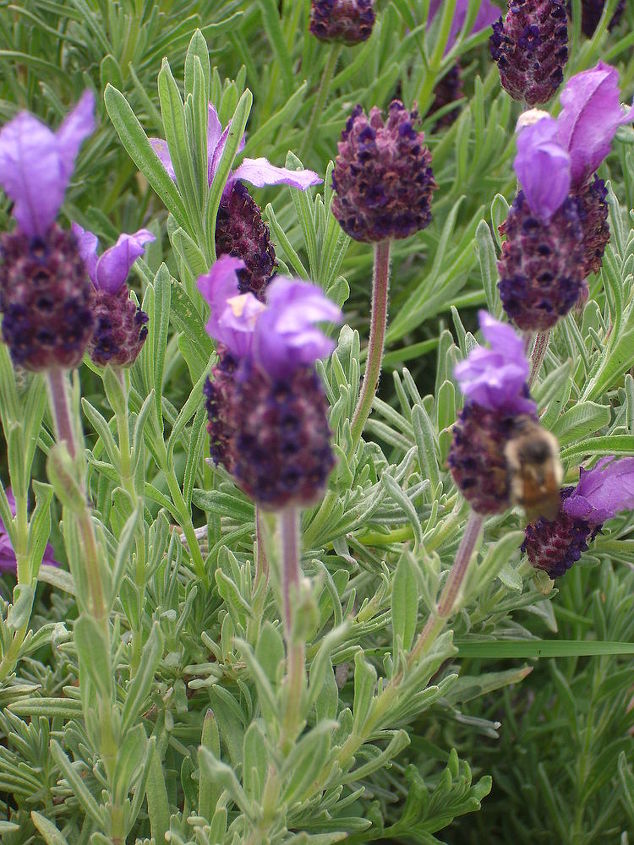 bumble bees, gardening, pest control