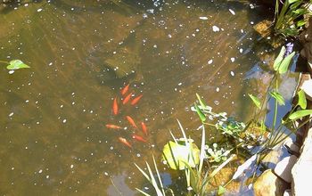 Green Water in My Pond/waterfall Cleared Like Magic!