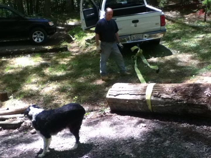 dead tree gets new life, gardening