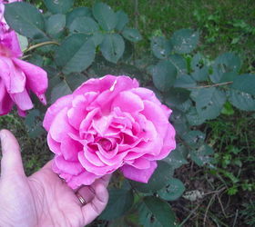 sharing my roses and flowers with garden 2, flowers, gardening, outdoor living, These roses were so beautiful full and huge u can c by my hand here