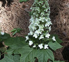 how to identify hydrangeas, flowers, gardening, hydrangea, oakleaf hydrangea