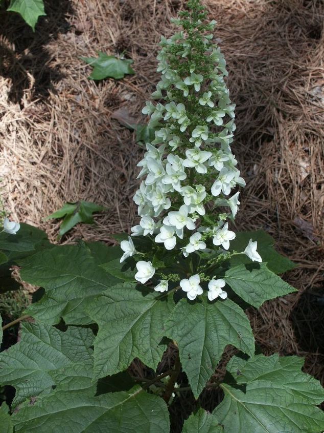 how to identify hydrangeas, flowers, gardening, hydrangea, oakleaf hydrangea