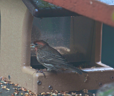 part 5 back story of tllg s rain or shine feeders, outdoor living, pets animals, urban living, A house finch also enjoys the HH placement in spite of the rain