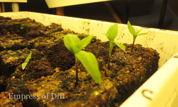 usando uma ferramenta de bloqueio de solo para facilitar o incio das sementes, Quando as mudas est o prontas para serem plantadas os blocos s o levantados diretamente da bandeja muito simples