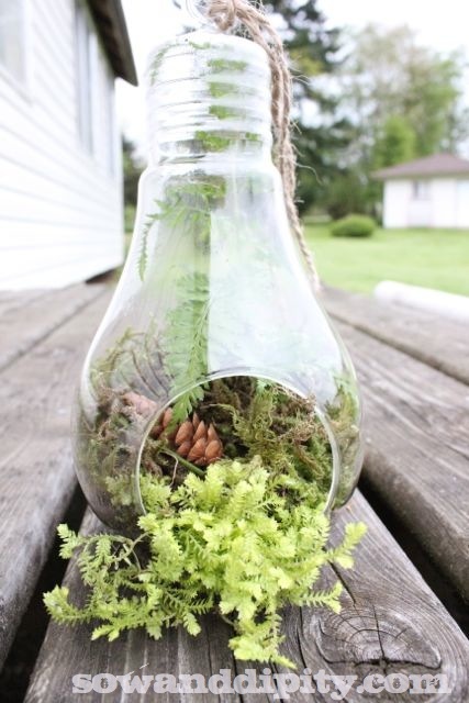 terrariums in all shapes and sizes, crafts, gardening, terrarium, There are so many cute glass vessels out there these days like this light bulb