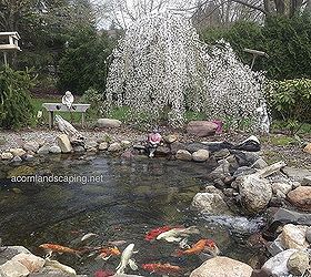ecosystem pond maintenace spring pond or water garden maintenance tip, home maintenance repairs, outdoor living, ponds water features, Keep your pond looking good and your fish healthy with a regular pond clean out in the spring and a little routine maintenance through out the year