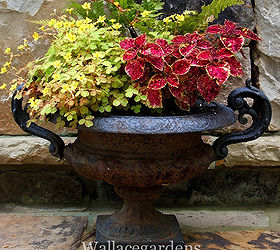 is your heart in the garden try these heart shaped plants, container gardening, flowers, gardening, hydrangea, Another little heart shaped Coleus