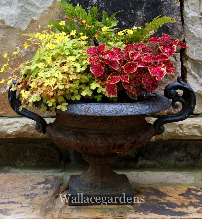 is your heart in the garden try these heart shaped plants, container gardening, flowers, gardening, hydrangea, Another little heart shaped Coleus