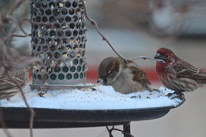 part 4 back story of tllg s rain or shine feeders, outdoor living, pets animals, White Breasted Sparrow Discovers the Peanut Feeer as a Lone Male House Finch is Quick to Observe