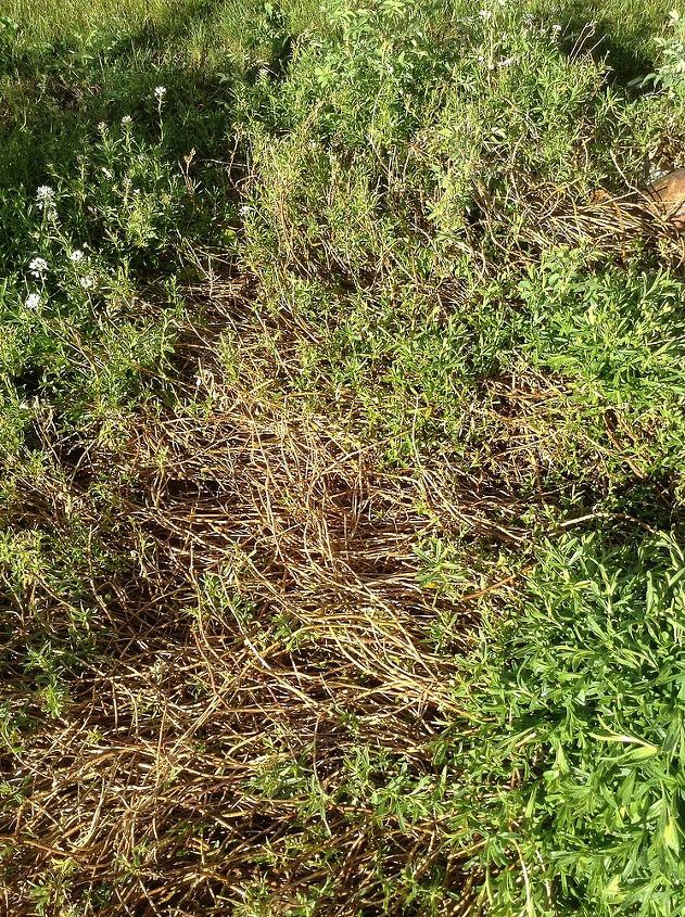 need info on a couple of flowering plants in my yard, flowers, gardening, This is the candytuft this year I don t know what happened