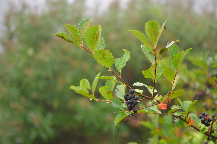 does anybody know what this berry is and whether or not you can eat it, gardening, unidentified berries