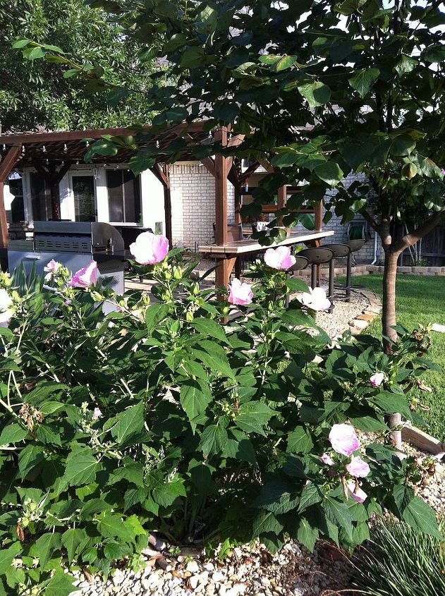 backyard flower garden, flowers, gardening, hibiscus, Perennial Hibiscus