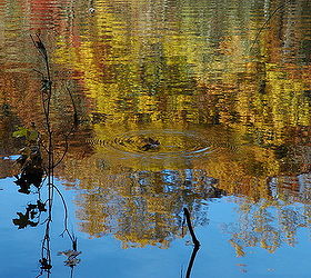 fall pond reflections, outdoor living, ponds water features