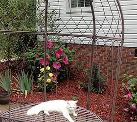 my butterfly garden, flowers, gardening, hibiscus, pets animals, And while I am working on it our kitty likes lay on the bench and watch
