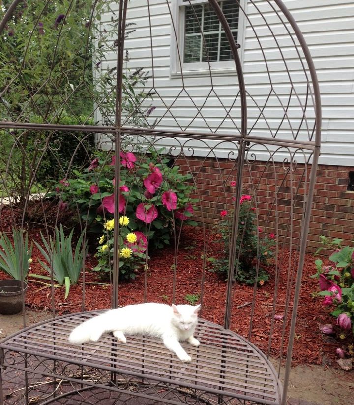 my butterfly garden, flowers, gardening, hibiscus, pets animals, And while I am working on it our kitty likes lay on the bench and watch